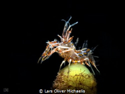 the model´s pose
(snooted tiger shrimp @ Lembeh)
also m... by Lars Oliver Michaelis 
